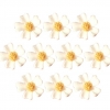 Niezapominajka(10 szt. w opak.)(biało-złota) Średnica kwiatu:2,5cm