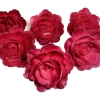 Róża chińska burgundowa 18szt. Średnica róży:5,5cm